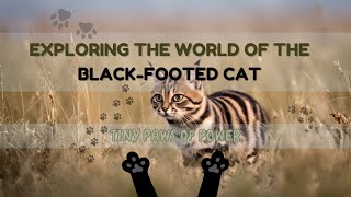 Tiny Paws of Power | Exploring the World of the BlackFooted Cat