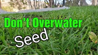 When To Stop Watering New Grass Seed?