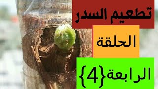 تطعيم السدر الحلقة 4