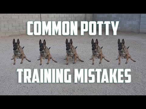 Potty Training Mistakes You're Making (Fix These) | Dog Guru[4K]