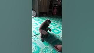 owa owa lucu kalimantan