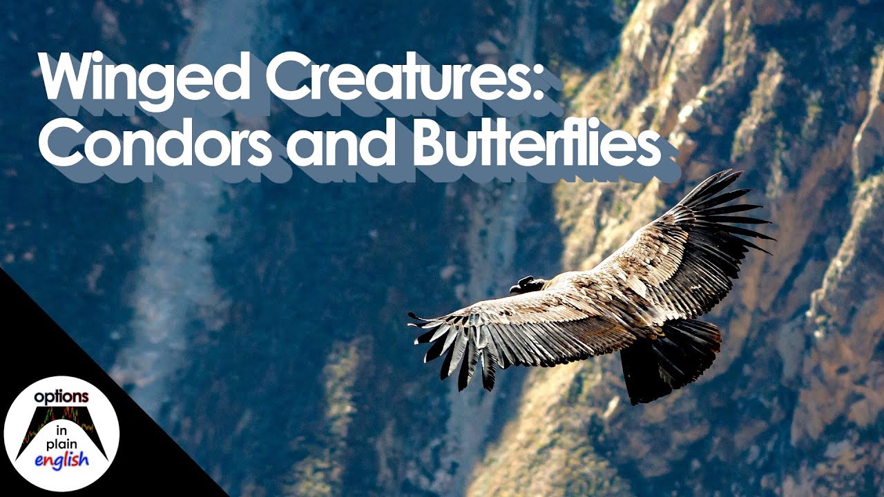 Winged Creatures: Condors and Butterflies