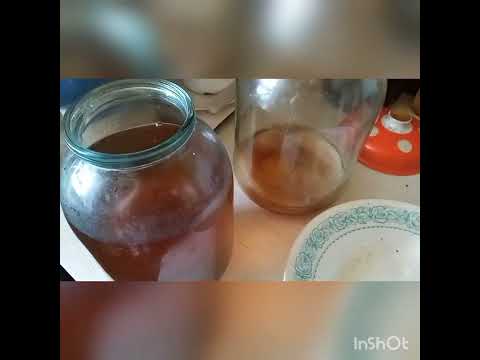 Чайный гриб тонет,как исправить?!