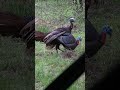 Turkey ATTACKS Decoy! #bowhuntordie #bowhunting #shorts