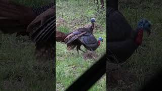 Turkey ATTACKS Decoy! #bowhuntordie #bowhunting #shorts