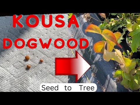 How to Grow Kousa Dogwood from Seed Start to Finish