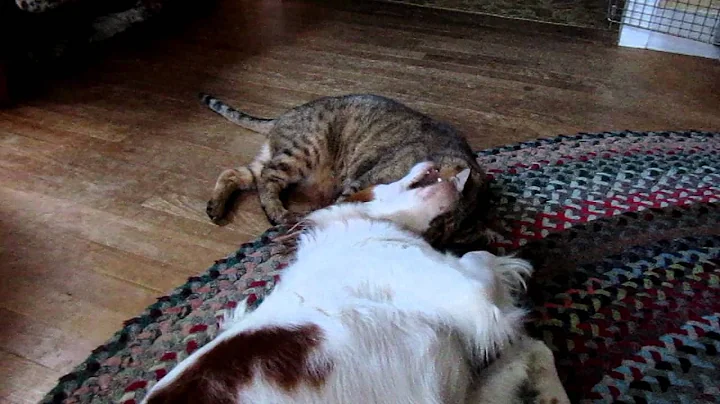 Video 11827261: bengal cat playing