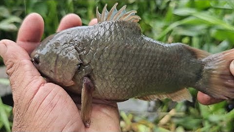 Tập 42 : câu cá rô đồng đường kinh mỹ đông  tháp mười