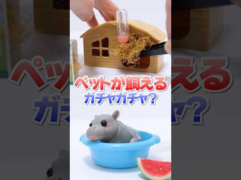 草で部屋作り😱1800円の高級ガチャガチャのペットがリアルすぎた🔥#Shorts #ガチャガチャ #blindbox #animal #動物