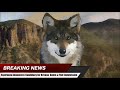 Breaking News - Mexican Wolf Esperanza&#39;s Candidate Statement