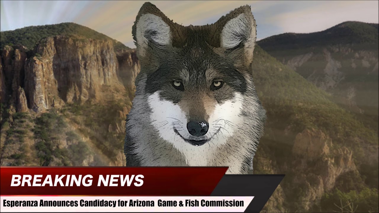 Breaking News – Mexican Wolf Esperanza’s Candidate Statement