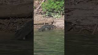 Big Nick gets out @Crocwhisperer