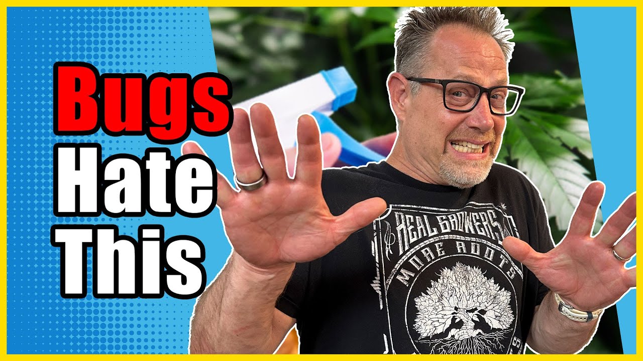 Защитите свой урожай каннабиса с помощью этих трех советов по борьбе с вредителями IPM