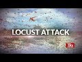 In Depth - Locust Attacks