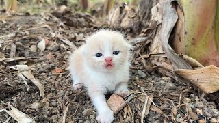 Download Lagu I adopted 6 meowing kittens from the park, looking for their mother, Adorable kitten has a new home. MP3