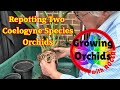 Repotting two coelogyne orchids