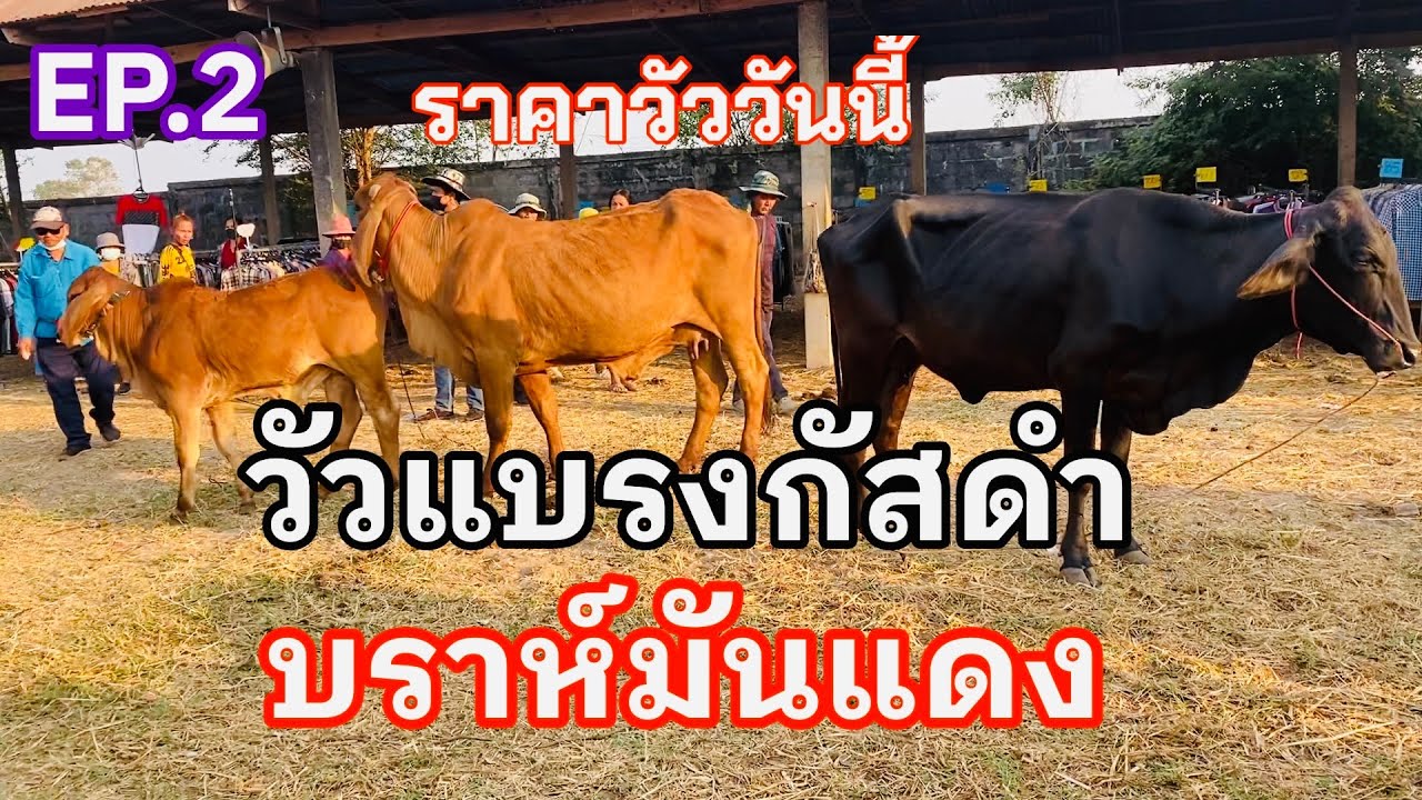 EP.2 #วัวแบรงกัสดำ #วัวไทย #ราคาวัววันนี้ 22ก.พ.2569 #ตลาดวัวอำเภอสมเด็จจังหวัดกาฬสินธุ์ #cow #farm