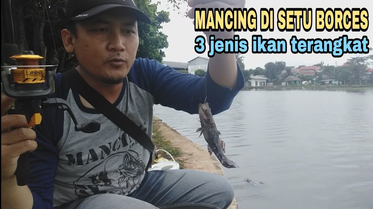 Mancing di setu BORCES || 3 jenis ikan terangkat