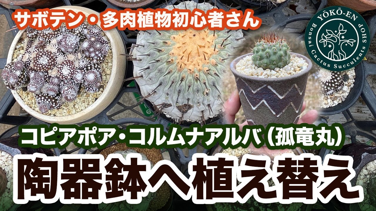 【 サボテン 】コピアポア・コルムナアルバ（孤竜丸）の植え替え