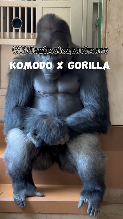 DNA komodo dan Gorilla versi full #wildanimalexperiment #fiksi #animal #science