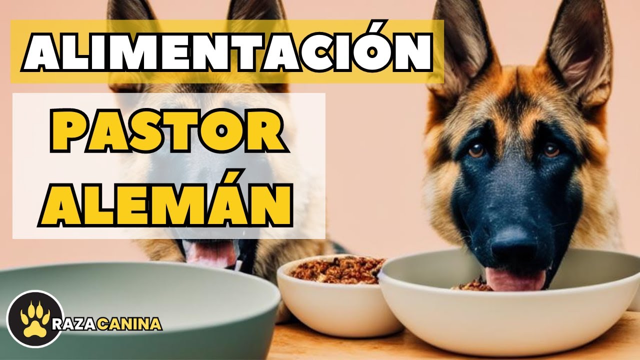 Alimentación de un pastor aleman 🐺🐶