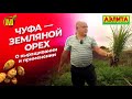 ЧУФА - земляной орех! Выращивание чуфы в Средней полосе России.