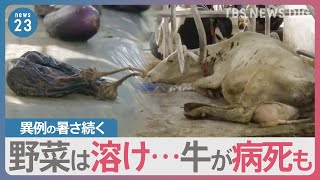 異常な暑さいつまで？　牛が病死、土の中で解けるネギも…　食卓への影響は？【news23】｜TBS NEWS DIG