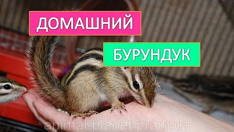 Домашний бурундук. Содержание бурундука в домашних условиях.