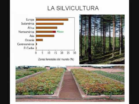 Trabajo sobre los sectores productivos (Economa es...