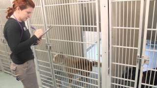 Pet Care Training:  Understanding Canine Body Language - Part 1
