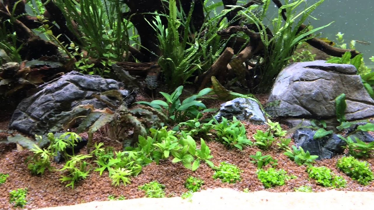 Aquascape Nature Style After Setup  YouTube