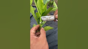 Kỹ thuật ghép cây ăn trái #shorts