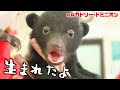 今年もクマの赤ちゃんが生まれました！鳴き声が「おぎゃー」って人間と同じなんです