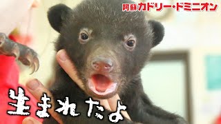 今年もクマの赤ちゃんが生まれました！鳴き声が「おぎゃー」って人間と同じなんです