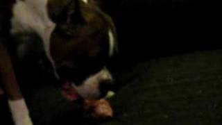 Boxer eating raw food