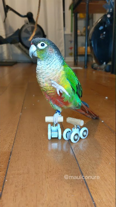 Green Cheek Conure Waves When He Is Standing On Roller Skates