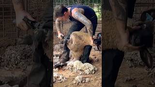 Lamb Gives Shearer Fits