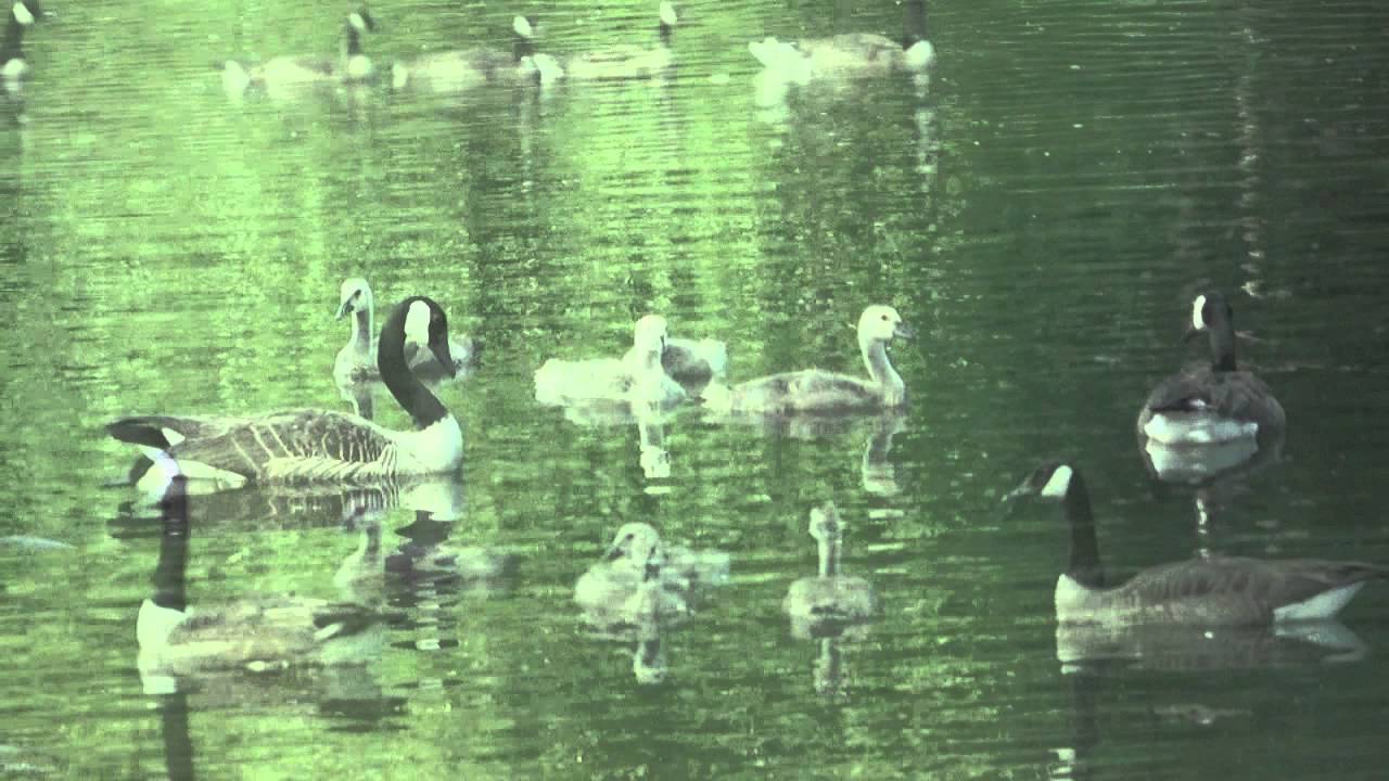 families of the periodic table Canada Goose Families