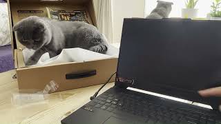 Asus Tuf A15(2023) Rtx 4070 Unboxing with 3 Cats