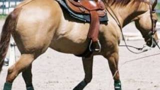 Well Trained AQHA Horse