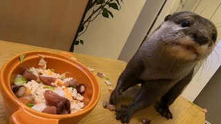 Otter sakura and chirashi sushi