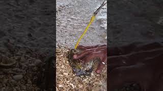 😱 Internet Cable Found Inside a Fish? Shocking Discovery! 🐟🌊 #fishing #fish #shorts