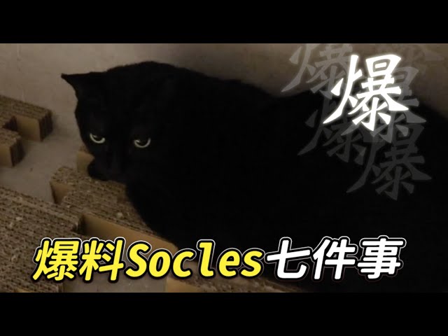 【爆料Socles七件事！】志銘與狸貓