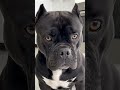 Bu şirin küçüyün ayaqqabıları çox gözəldir- amma biri buna çox qızdı.#shorts