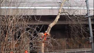 Helicopter Tree Surgery