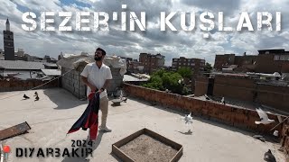 Diyarbakır Sur'da Bir Kuş  Damı | Sezer'in Kuşları | #Diyarbakır