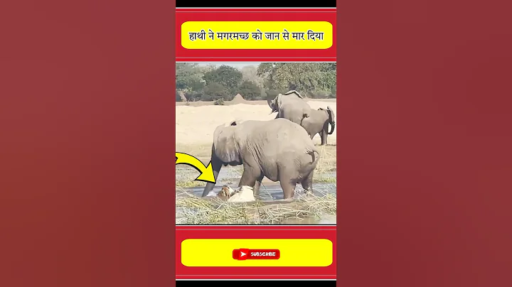 हाथी ने मगरमच्छ को जान से मार दिया ॥ #shorts