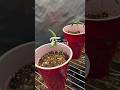Day 11 Oreoz Cultivar Grow | Ebony’s Stem Support + Light Adjustment