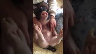 Give the pig a massage, see if it’s comfortable #Shorts