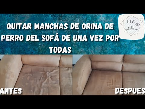 Cómo ELIMINAR MANCHAS de ORINA 🐶 en tu Sofá y FINALMENTE deshazte de ácaros, chinches y malos olores